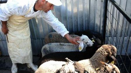 Cât costă carnea de miel