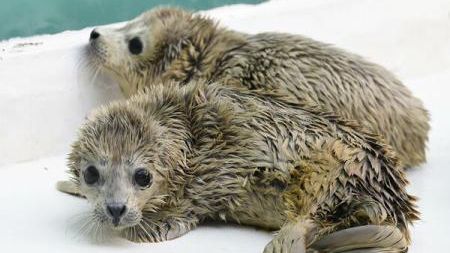 Două foci gemene s-au născut într-un parc maritim din China