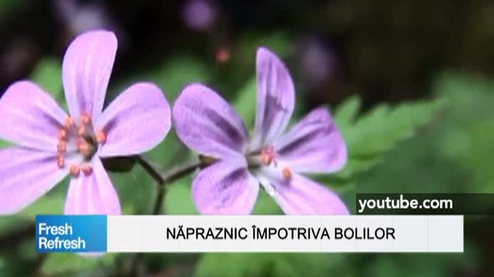 Fresh Refresh. Năpraznicul, "iarba" care luptă împotriva cancerului şi face minuni pentru sănătate