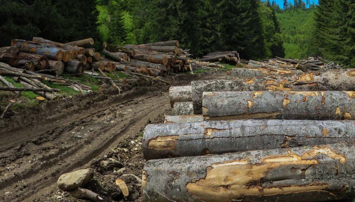 Defrişări nemiloase în Parcul Naţional Retezat: 35 de hectare de pădure vor fi tăiate treptat 