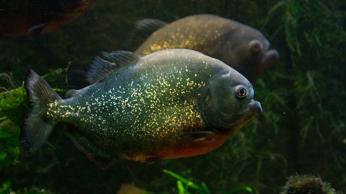 Cum arată atacul peștilor piranha, filmat într-un experiment