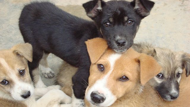 Clipe de groază. Copil de 4 ani, muşcat de un câine maidanez în faţa părinţilor