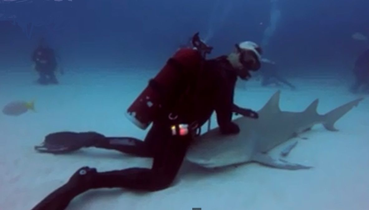 Un scafandru face masaj pe spate unui rechin. Ce urmează imediat după
