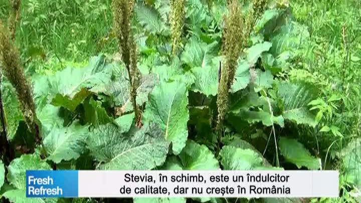 Fresh Refresh. Stevia, îndulcitorul natural recomandat diabeticilor