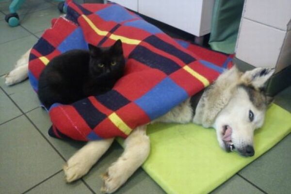 Pisica infirmieră a impresionat o lume întreagă. Ce face mâța pentru animăluțele bolnave