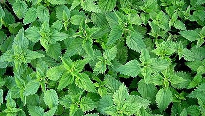 Tratamente naturiste: Remedii pentru cei care au probleme cu pancreasul