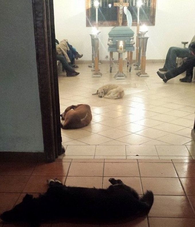 Momente impresionante la o înmormântare. Zeci de maidanezi au venit la sicriul unei femei. De ce?