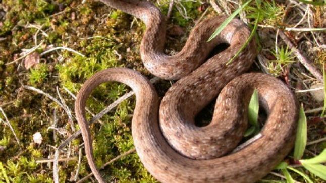 O casă dintr-un sat din Dolj, invadată de şerpi. Familia îngrozită: "M-am trezit cu un şarpe în pat"