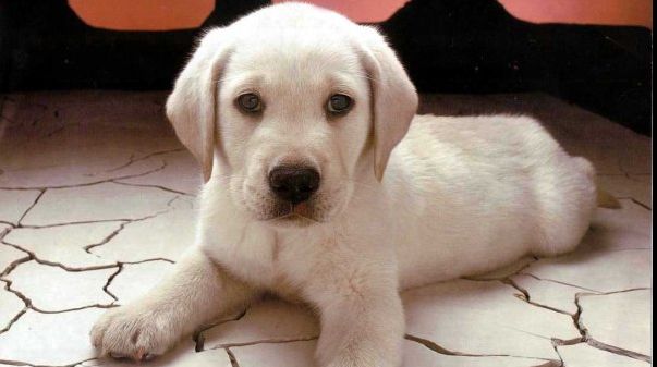 10 catei care au schimbat istoria