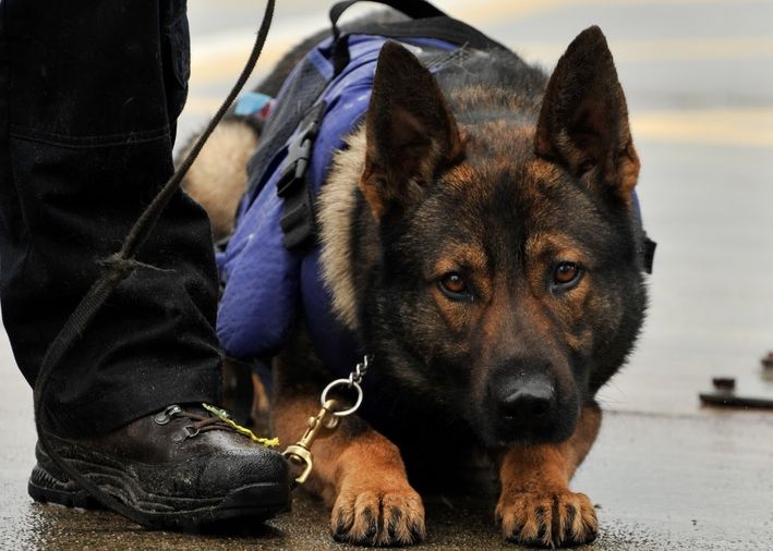 Câinii poliţişti, concediaţi prin mica publicitate