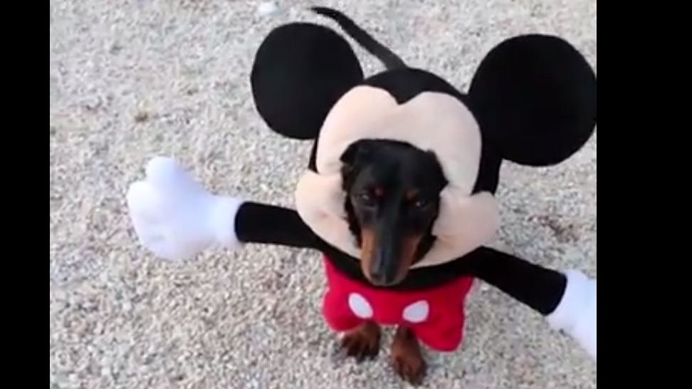 Video: Tu cum îți îmbraci cățelul? Iată niște modele simpatice pentru patrupedul domneavoastră!