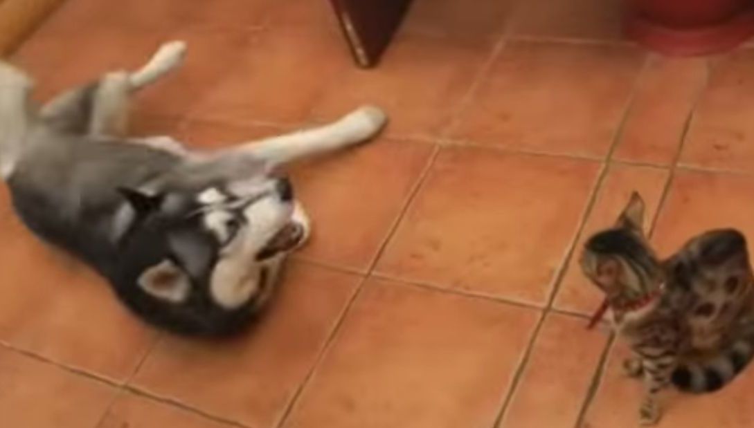 Se înțeleg precum cățelul și pisica. Clipul video care stârnește hohote de râs