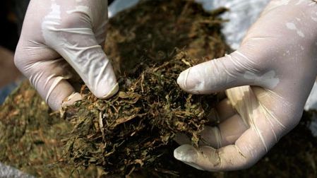 Încă o ţară din Europa legalizează canabisul folosit în scopuri medicinale