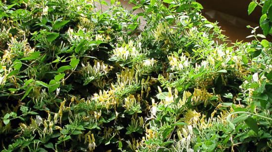 Beneficiile mai puţin cunoscute ale Mâinii Maicii Domnului. Tratează o mulţime de afecţiuni