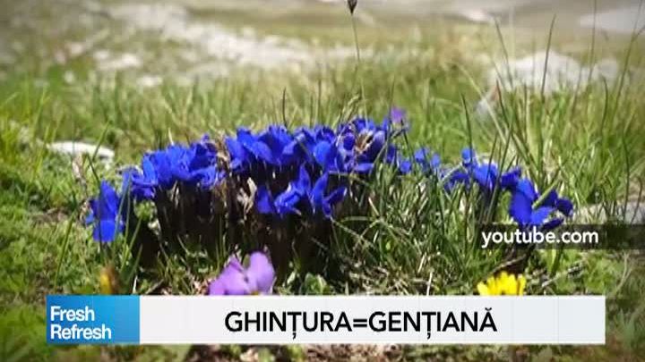 Fresh Refresh. Ghinţura sau genţiana