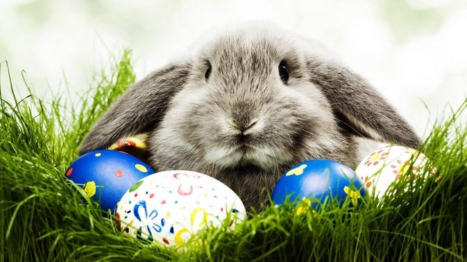 De ce este iepurele simbolul Paştelui?