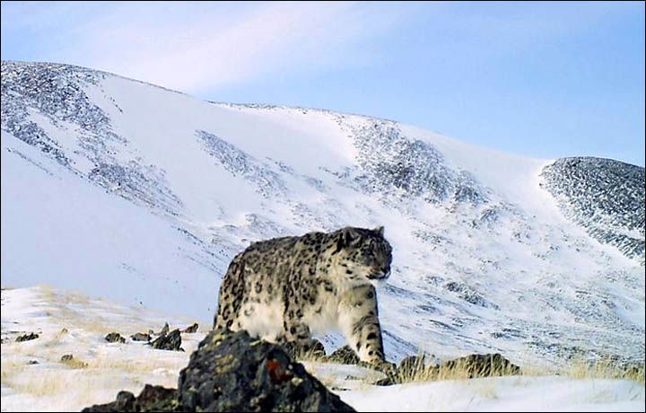 Unul dintre cele mai rare animale din lume, surprins într-o poză spectaculoasă în Munții Altai