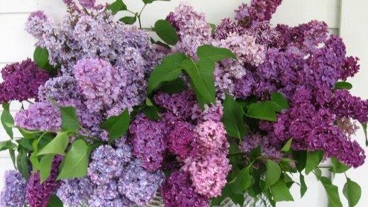 Liliacul, "floarea memoriei". Ce se întâmplă dacă miroşi o floare de liliac