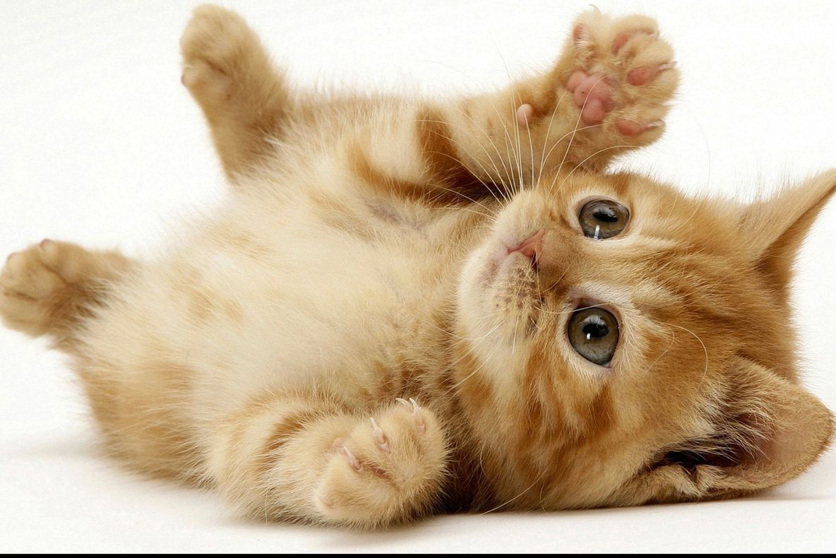 Veşti proaste pentru iubitorii de pisici. Iată cât de ataşate sunt ele de stăpânii lor