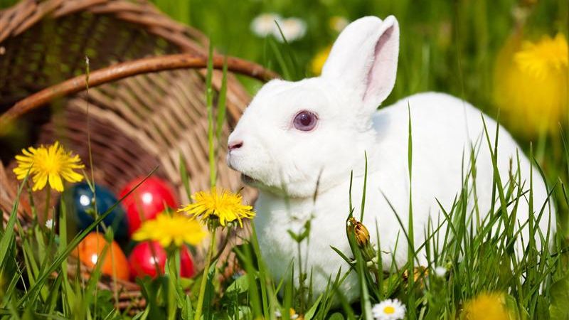 Mesaje de Paște 2015. Cele mai bune SMS-uri, urări, felicitări de Paște