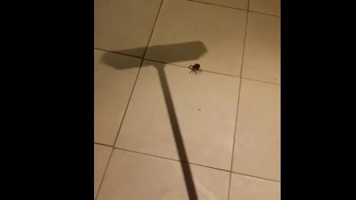 A încercat să omoare un păianjen cu o mătură, dar au urmat momente de groază 