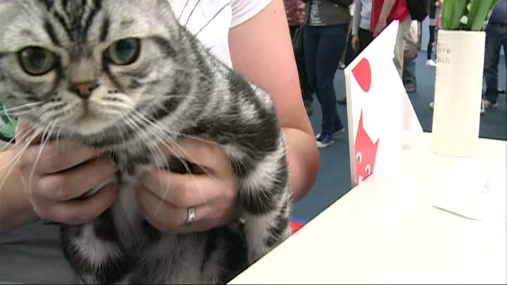 Se caută o pisică director de comunicare: profilul candidatului ideal. Care e salariul oferit