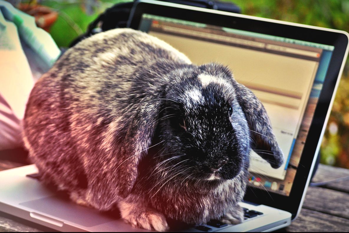 Sunt cele mai tari promoții! Reduceri ca astea nu mai vezi până la Crăciun!