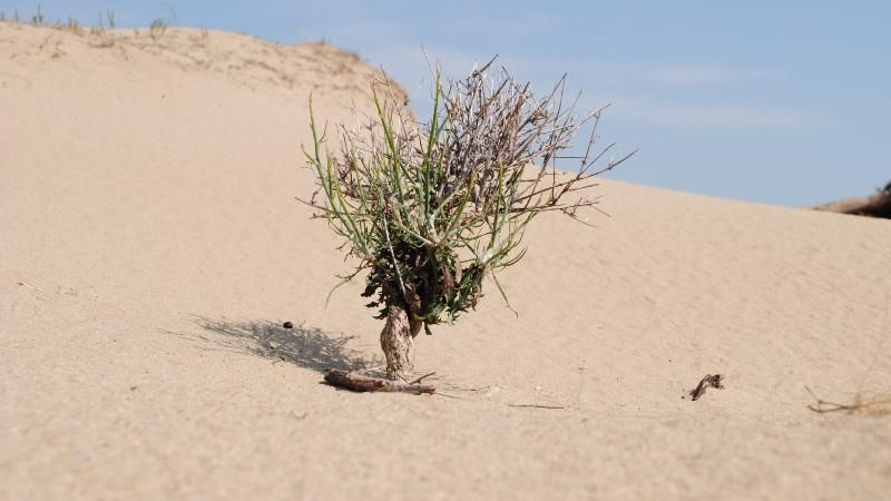 Unde se găsește singurul deșert din România