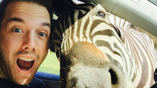 Mergea cu maşina şi o zebră a intrat cu capul în maşină. FOTOGRAFIA a ajuns viral