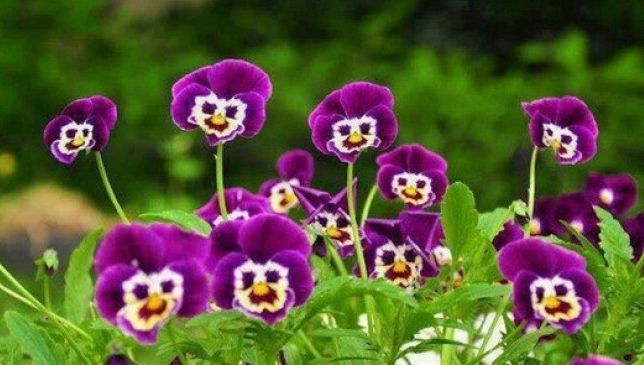 FLORII. Ce nu ai voie să faci înainte de Florii