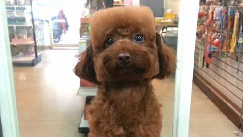 Cei mai simpatici căţeluşi pe care i-ai văzut vreodată. Coafurile lor sunt mortale