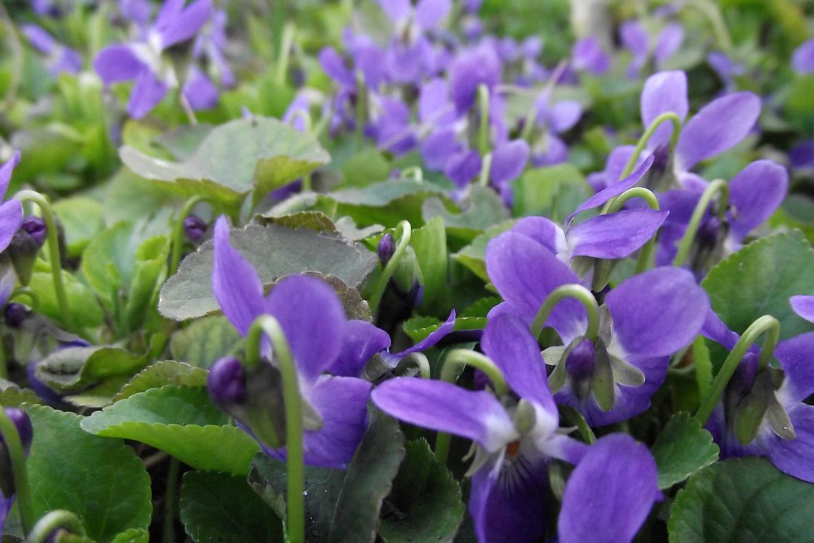 Reţetă inedită: Dulceaţă de toporaşi 