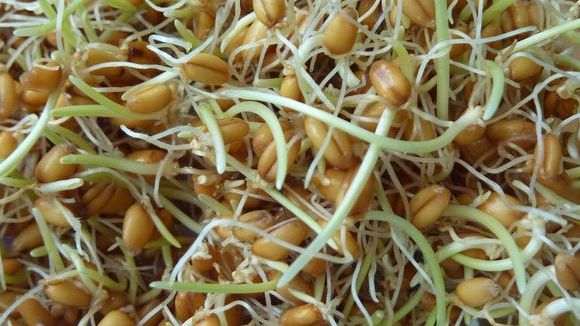 Cel mai eficient tratament: Patru linguri pe zi şi dispare cancerul