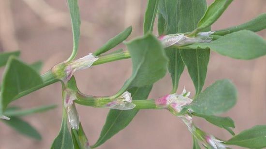 Credeai că e doar o buruiană. Nici nu îţi imaginezi ce beneficii poate avea ceaiul de troscot