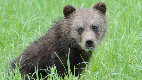 Panică în Sibiu: un urs umblă liber pe străzi 