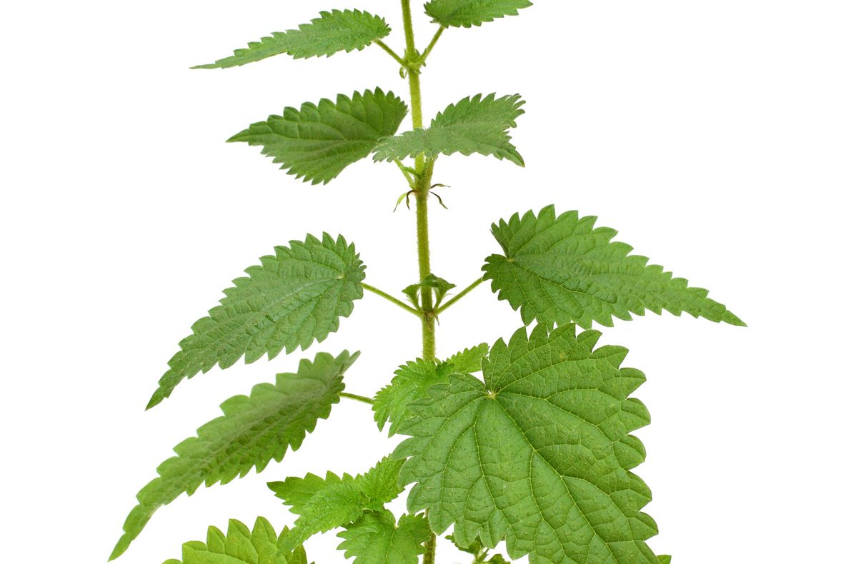 Ce poți trata cu urzici