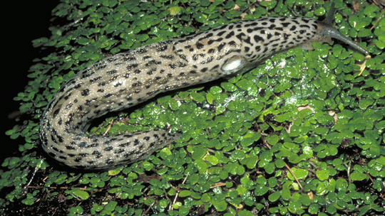 Fenomen neobișnuit într-o comună din Argeș. Sunt cu zecile de mii: "E invazie, e prăpăd!"