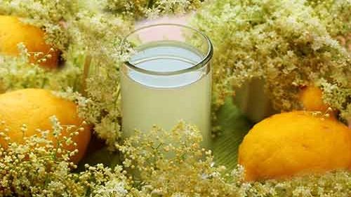 Cum să prepari cel mai bun sirop din flori de soc