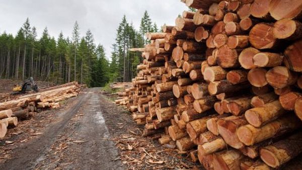 Cererea de reexaminare a Codului silvic, respinsă de deputaţi