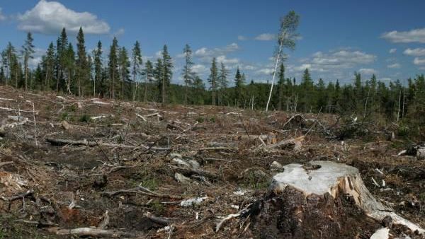 Guvernul sesizează DNA în cazul defrişărilor de păduri: 52 posibile fapte de natură penală