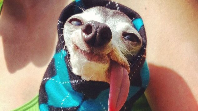 O căţeluşă a cucerit internetul. Este de-a dreptul haioasă pentru expresia ei 