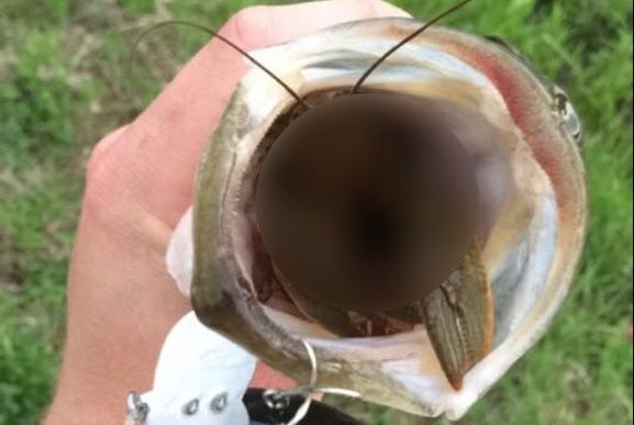 A prins un biban de 1 kg. Nu se aștepta la asta: ce a găsit în gura lui când l-a scos din apă