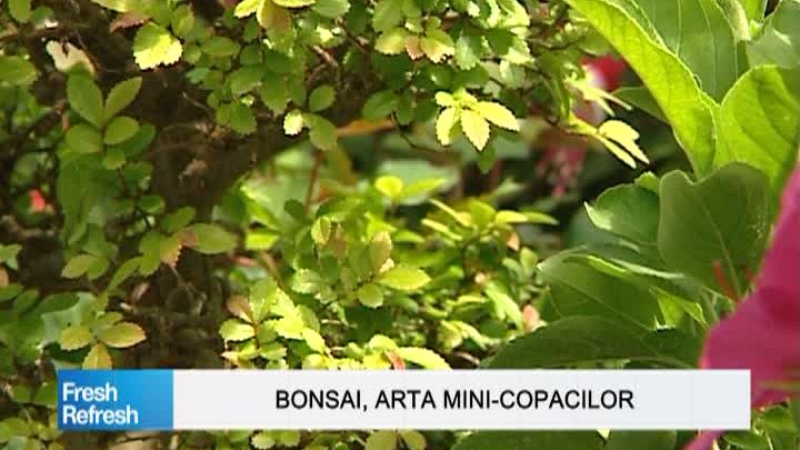 Fresh Refresh. Totul despre arta bonsailor