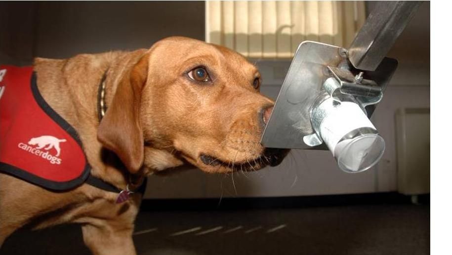 Câinii pot ajuta la detectarea cancerului
