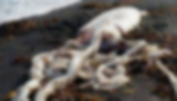 Descoperire terifiantă pe plajă. Apele au adus la mal ceva monstruos