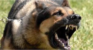 Stăpânul câinilor care l-au mușcat pe copilul de 11 ani, din Sfântu Gheorghe, REȚINUT: ce RISCĂ bărbatul