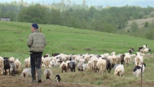 Descoperire şocantă pe păşunea de lângă Aeroportul Timişoara