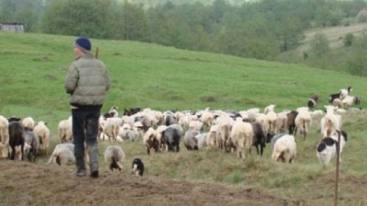 Caz şocant la Sibiu. Totul se întâmpla la o stână