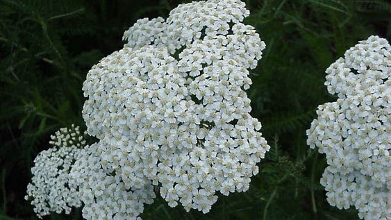 Acţiunile terapeutice ale ceaiului de coada şoricelului