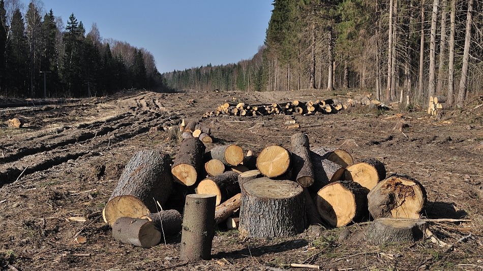 Anchetă incredibilă! Aproape tot masivul Retezat ar aparține grupului Schweighofer